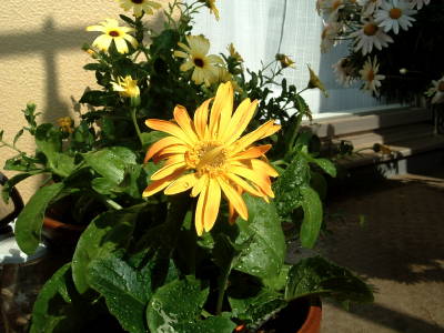 gerbera.jpg