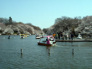hanami2006-01.jpg