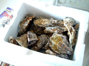 oyster.jpg